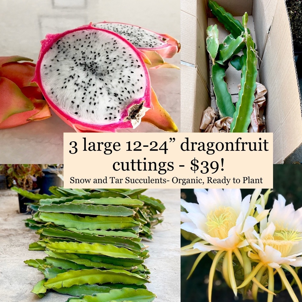 3 Large 12-24” Dragon Fruit Plant Cuttings Pitaya
